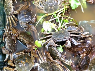 海蟹保鲜的方法 如何正确保存新鲜海蟹