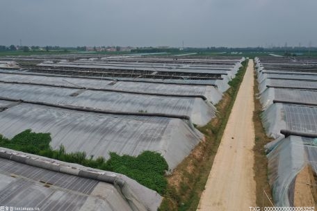 祁东县采取多种举措确保粮食种植面积稳中有升