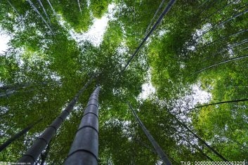 广东省目前森林面积达1.58亿亩 森林蓄积量5.84亿立方米