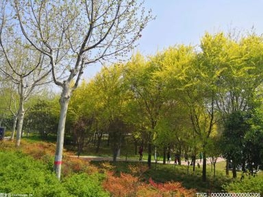 花海绚丽装点着3月的广州 黄花风铃木、洲头咀公园等你打卡