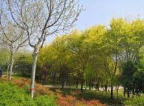 花海绚丽装点着3月的广州 黄花风铃木、洲头咀公园等你打卡