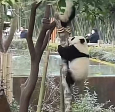 熊猫的特点和生活特征 熊猫属于什么动物