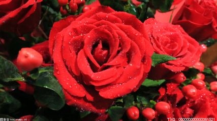 金边玫瑰和普通玫瑰有什么区别 普通玫瑰象征什么