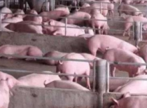 猪肉价格持续回落 3月CPI同比或回升至1.3%