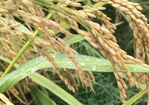 安徽省力争今年水稻机械化种植水平提升5个百分点