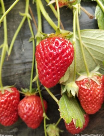 怎么让草莓苗又粗又壮 草莓苗长得又粗又壮的4个方法