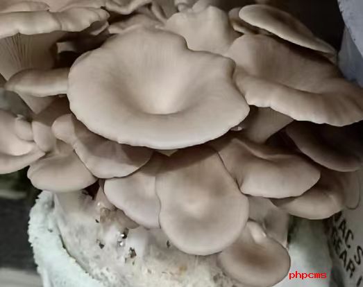 常见的蘑菇的种类有哪些？挑选蘑菇的方法有哪些
