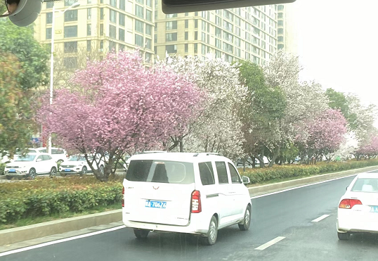 6月中下旬完工！杭徽高速余杭入城口周边将打造樱花景观