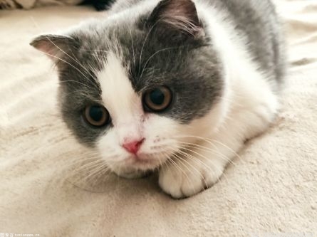 猫一直在家会得猫瘟吗？猫咪猫瘟治愈后如何护理？