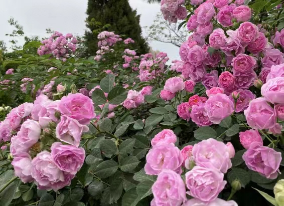 鲜花醒上一晚上可以吗？醒花时间过长会怎样？