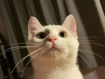 幼猫每天都有眼屎正常吗？猫咪结膜炎的症状有什么？