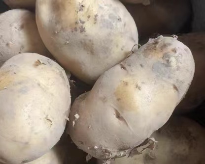 发芽的土豆怎么处理可以吃？土豆怎么能不发芽就保存下来？