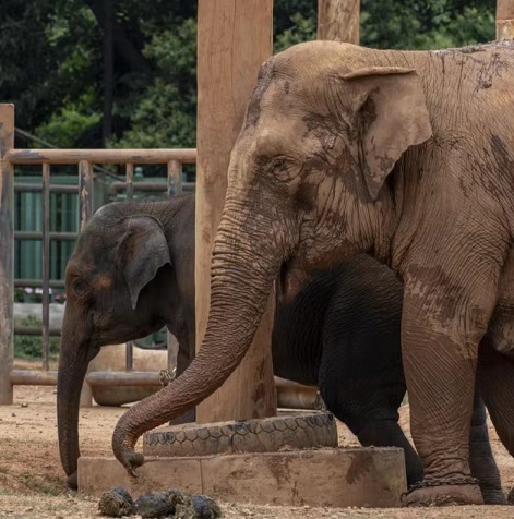 亚洲象属于什么重点保护野生动物？亚洲象平均寿命是多少？