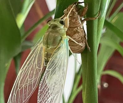 蝉为什么叫知了？知了是益虫还是害虫？