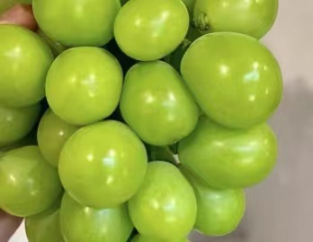 葡萄为什么果实长不大？怎样能让葡萄果粒长的大？