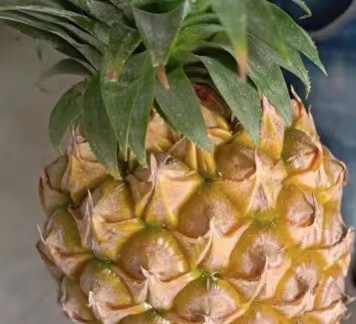 菠萝一棵只能结过果一次吗？自己种的菠萝几年有果？