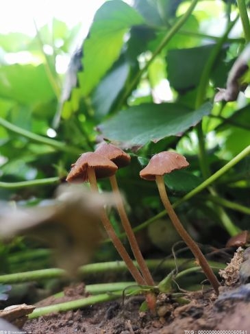 蘑菇长毛了白白的能吃吗？新鲜蘑菇的保存方法是什么？