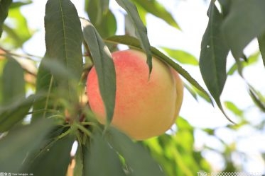 吃不完的桃子怎么存放？桃子最长贮藏长时间多少天？