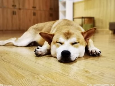 狗为什么可以一直睡觉？为什么狗狗睡眠时间长？