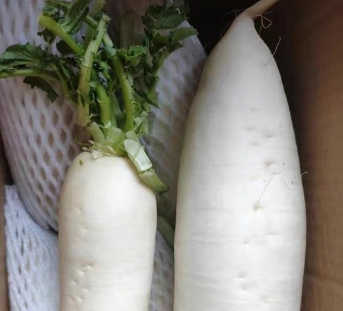 白萝卜要不要放冰箱？白萝卜的营养价值有什么？