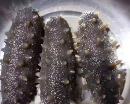 海參能下火鍋吃嗎？海參的營養價值有什么？